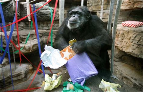 Chimps rip man apart over cake. Things To Know About Chimps rip man apart over cake. 